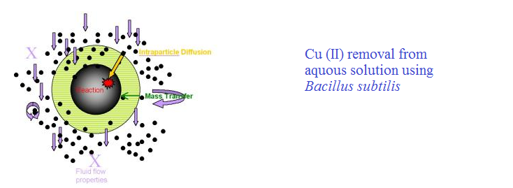 Cu ion removal by plant